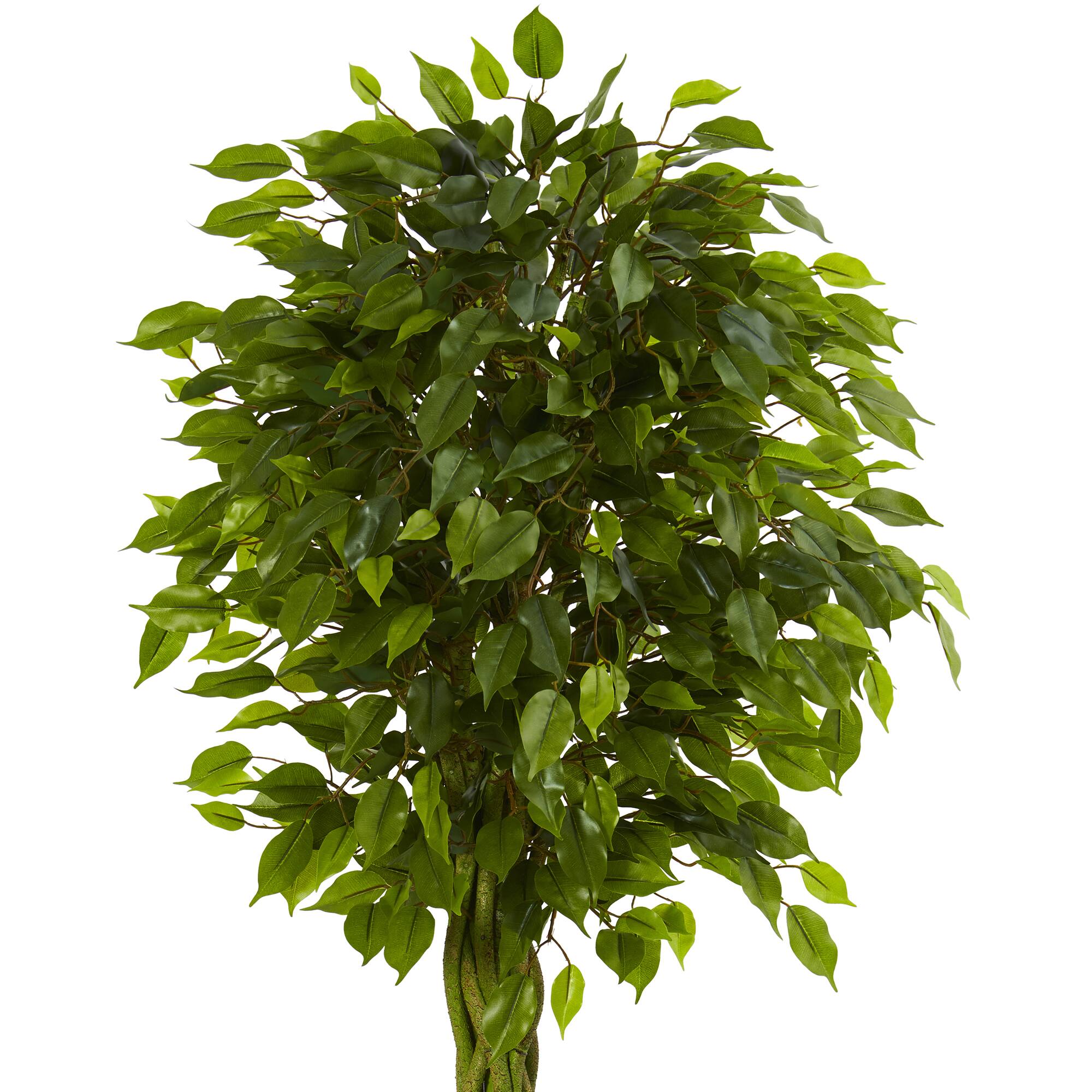 6.5ft. Braided Ficus Tree in Cylinder Planter